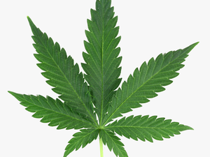 Marijuana Leaf Png Real - Marijuana Leaf Png