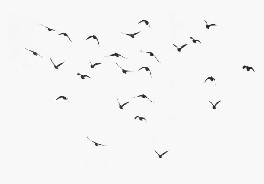 Birds Flying Transparent Background