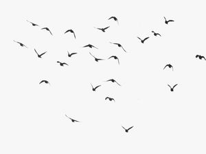 Birds Flying Transparent Background