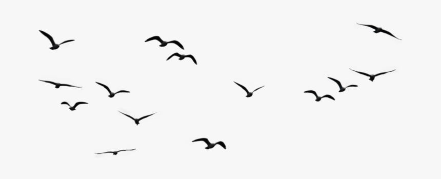 Birds Png Image - Birds In Sky P