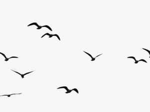 Birds Png Image - Birds In Sky Png