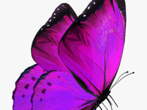 Glowing Butterfly For Editing