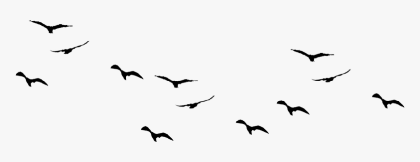 Ocean Birds Png Free Download - 