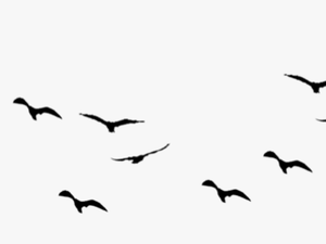 Ocean Birds Png Free Download - Flying Birds Vector Png