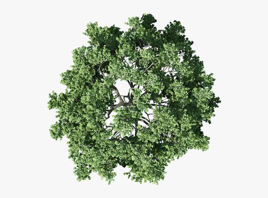 Transparent Background Tree Plan