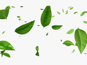 Green Leaves Png Free Image - Transparent Background Leaves Png