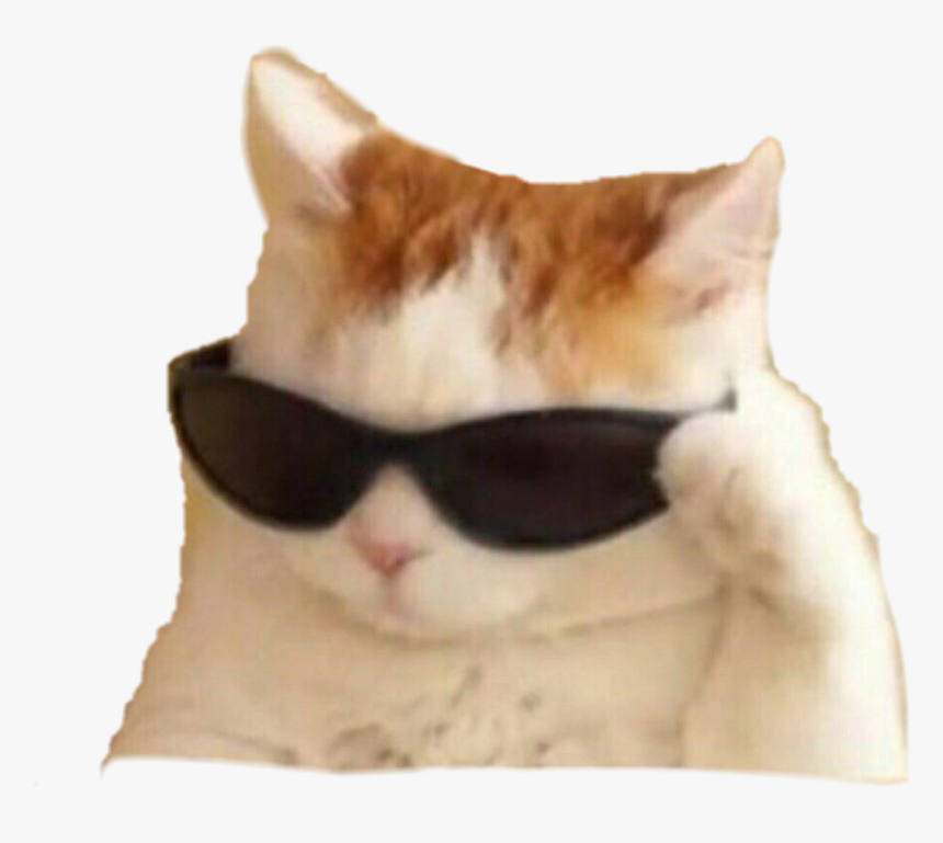 #memes #cat - Sunglasses Cat Meme