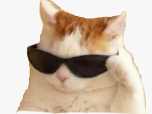 #memes #cat - Sunglasses Cat Meme