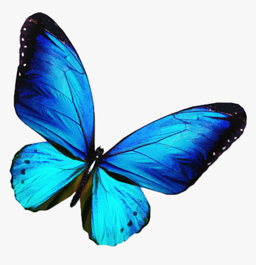 Transparent Background Blue Butterfly Png