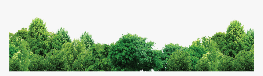 Tree Forest Trees Free Hd Image - Transparent Background Trees Png