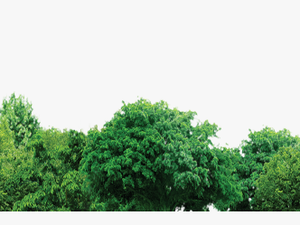 Tree Forest Trees Free Hd Image - Transparent Background Trees Png