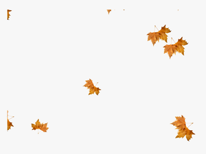 Realistic Falling Leaves Png