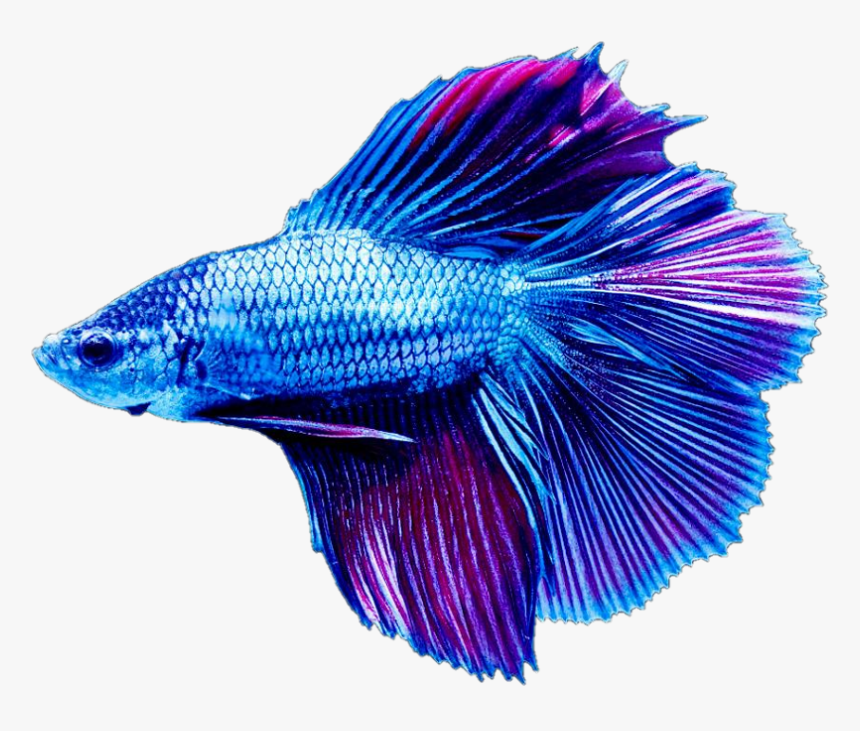 Transparent Beta Fish Png - Bett