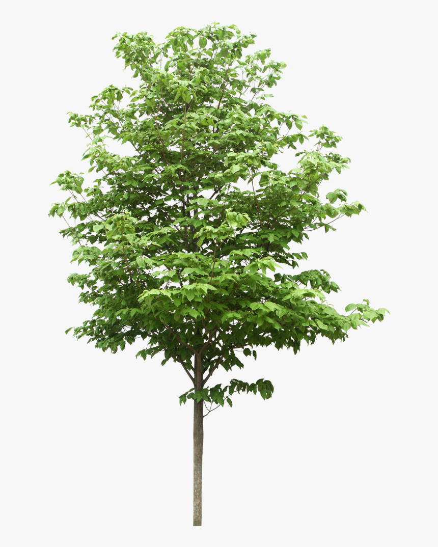 Sdn Trees Scientific Resources Bhd Png File Hd Clipart - Tree Png