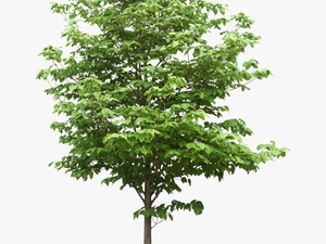 Sdn Trees Scientific Resources Bhd Png File Hd Clipart - Tree Png