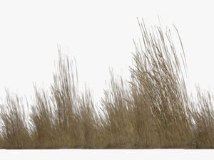 Tall Grass Png - Transparent Background Tall Grass Png