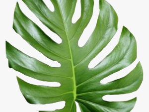 Tropical Png Tumblr - Aesthetic Palm Leaves Png