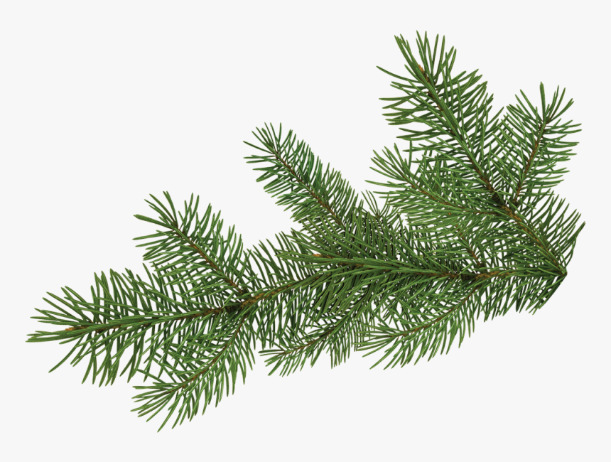 Pine Tree Branch - Pine Tree Branch Png