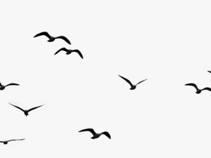 Flock Of Birds Png Images Transparent Free Download - Birds Flying In The Sky Drawing