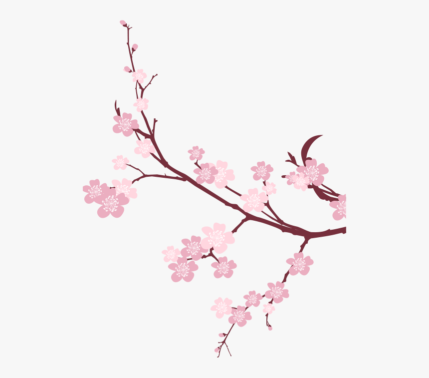 Cherry Blossom Png Images Transparent Free Download - Cherry Blossom Background Png