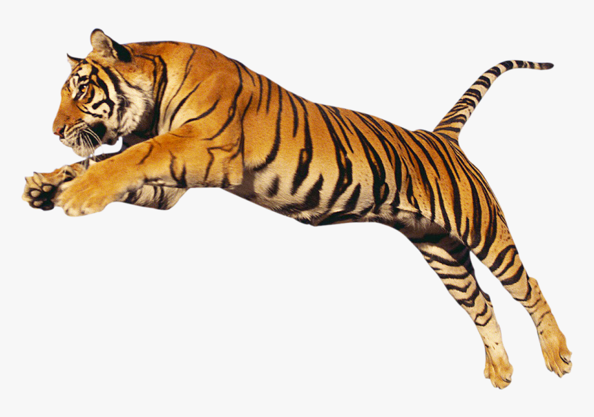 Transparent Tiger Png - Bengal Tiger Transparent