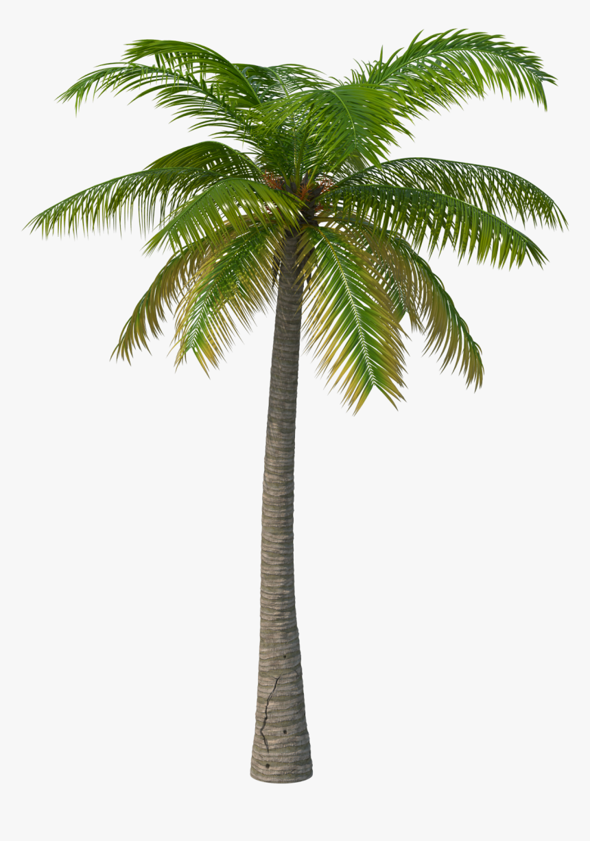 Palm Tree Png Image - Palm Tree Transparent Background