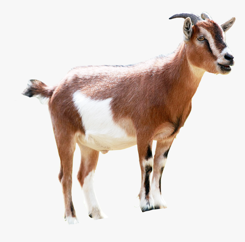 Goat Png Image Transparent Background - Brown And White Goats