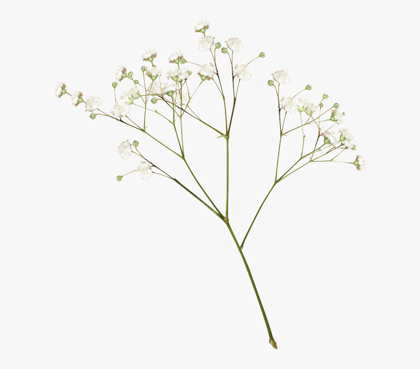 Transparent Dried Flowers Png