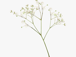 Transparent Dried Flowers Png