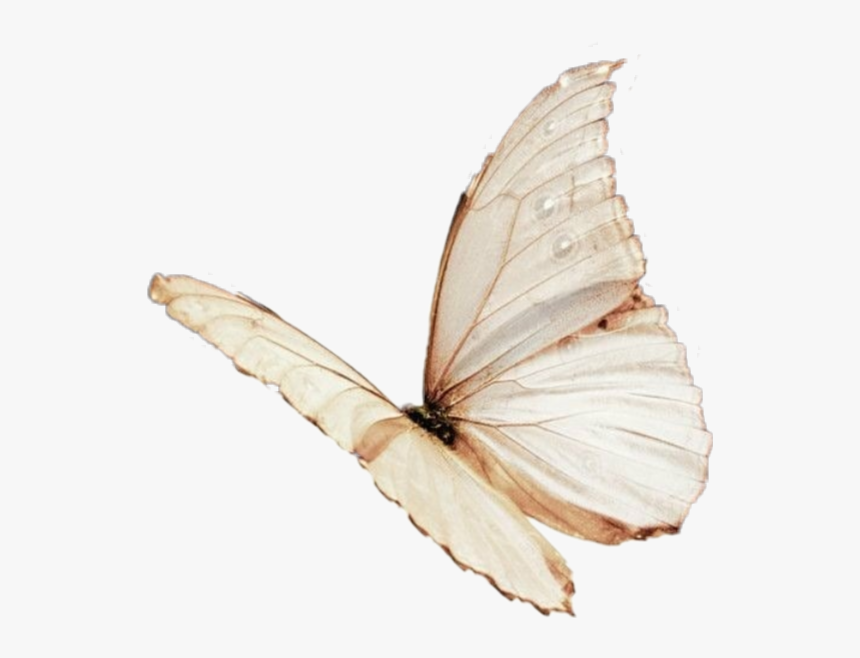 #aesthetic #moodboard #filler #tumblr #niche #png #vintage - Aesthetic Pink Butterfly Png