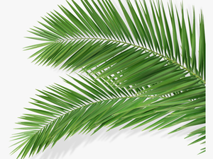 Blue Palm Leaves Png