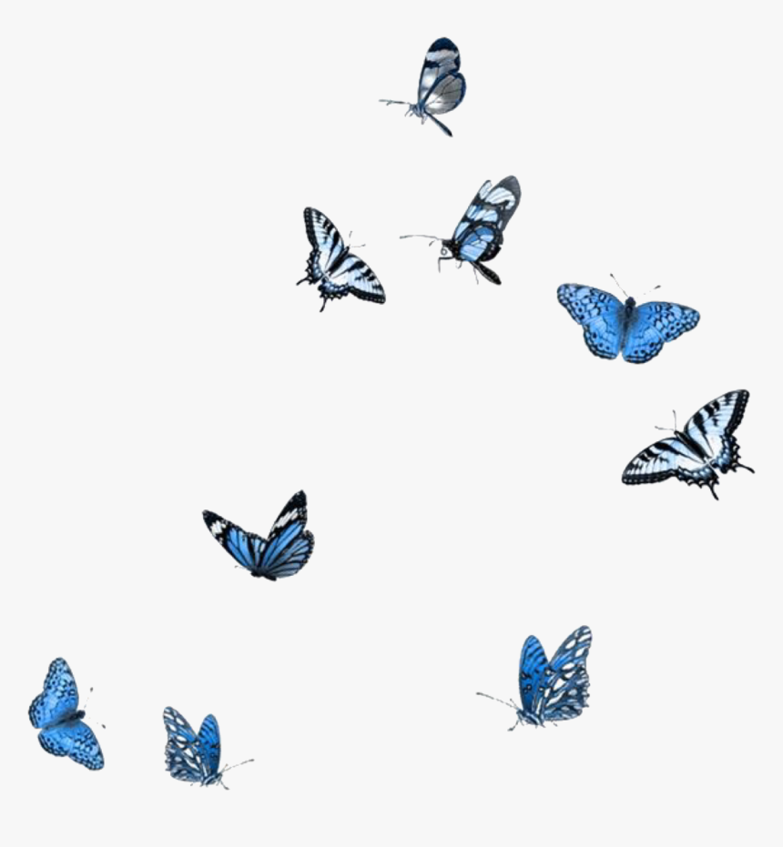 Blue Butterflies Png