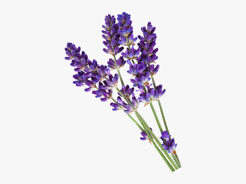Lavender Png