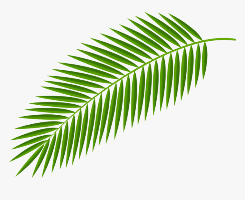 Palm Fronds Clipart Png - Palm Tree Leaf Png