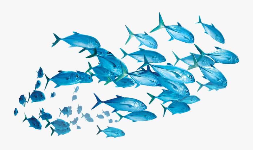 #fish - School Of Fish Transparent Background