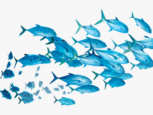 #fish - School Of Fish Transparent Background