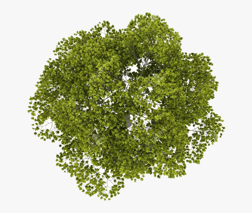 Transparent Sycamore Leaf Clipar