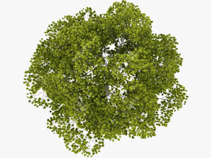 Transparent Sycamore Leaf Clipart - Transparent Tree Top Png