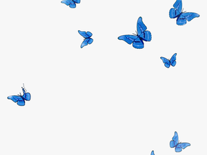 #mq #blue #butterfly #animal #flying #fall - Flying Transparent Blue Butterflies