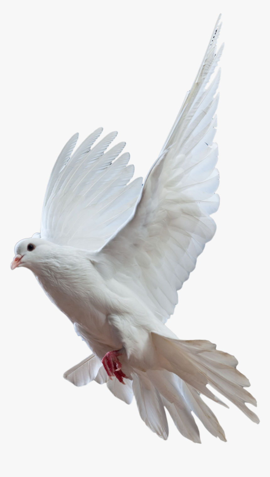 Kabutar Png - Full Hd Pigeon Png