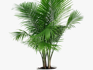 Areca Palm Plant Png