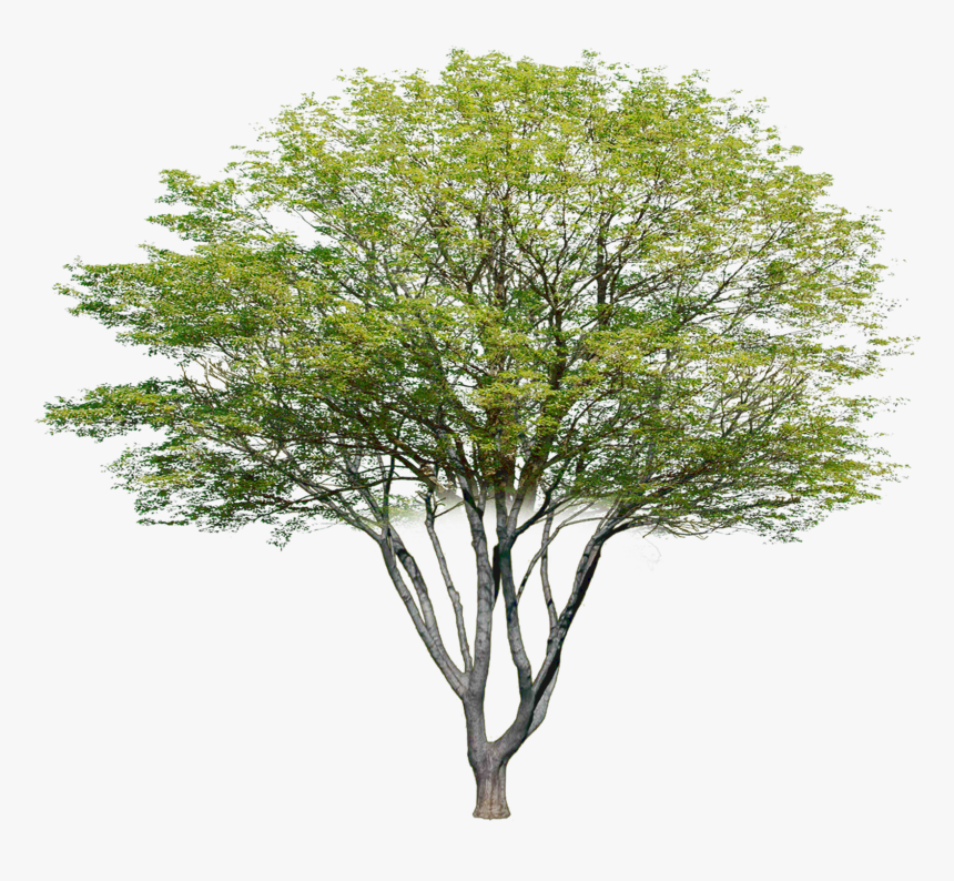 Transparent Photoshop Tree Png -