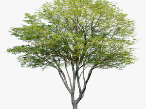 Transparent Photoshop Tree Png - Multi Stem Tree Photoshop