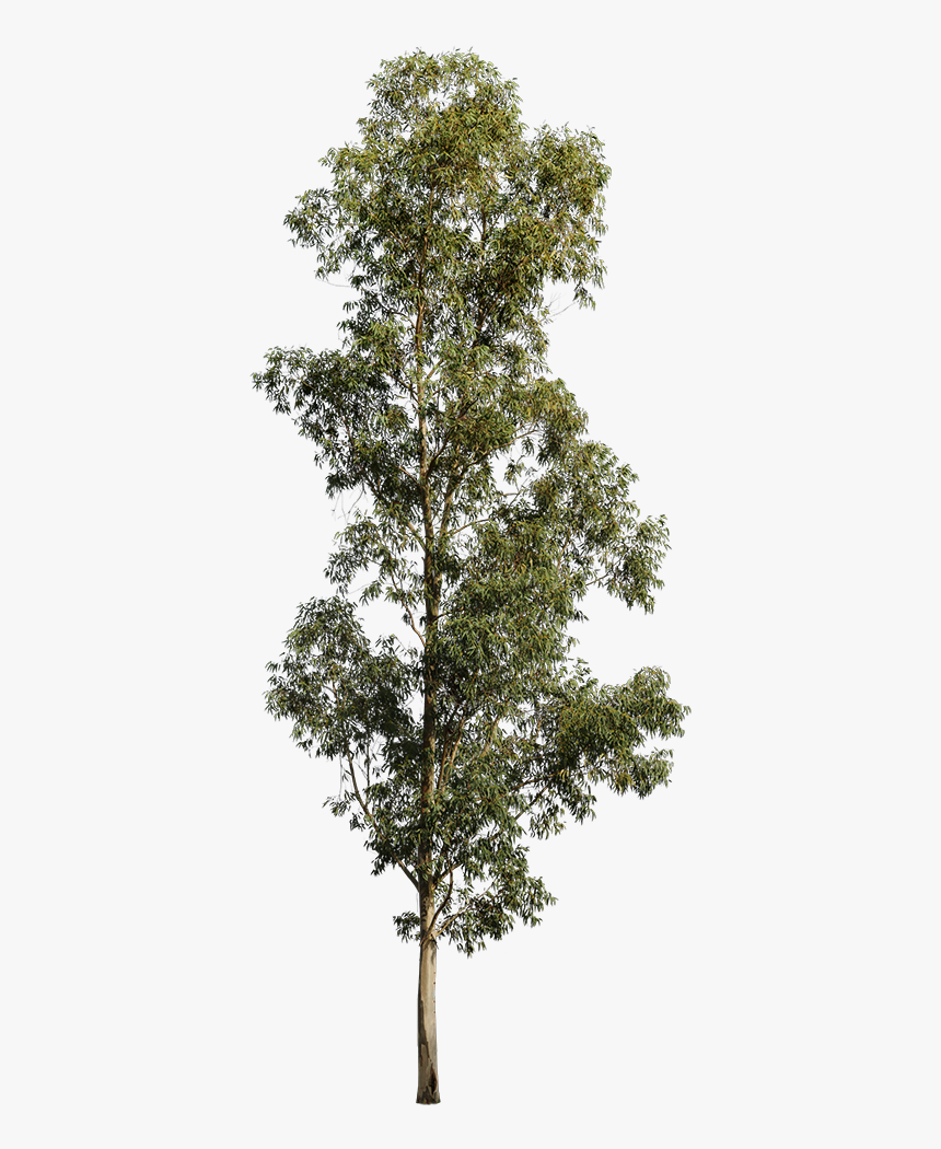 Transparent Evergreen Tree Png - Eucalyptus Tree White Background