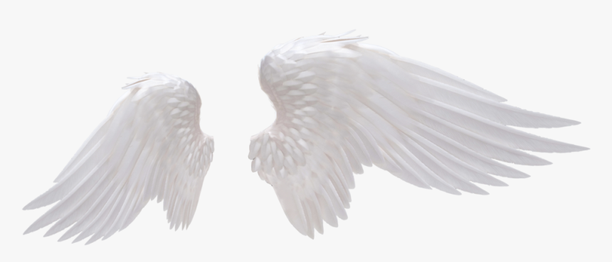 Transparent Transparent Wings Png - Realistic Angel Wings Png