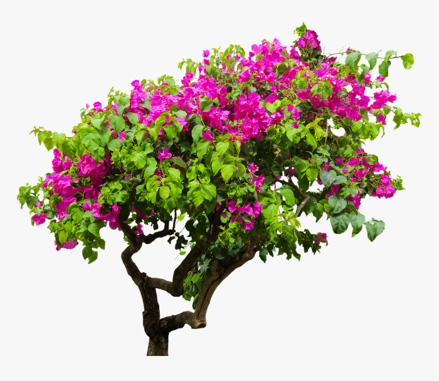 Flower Tree Png Images - Bougain
