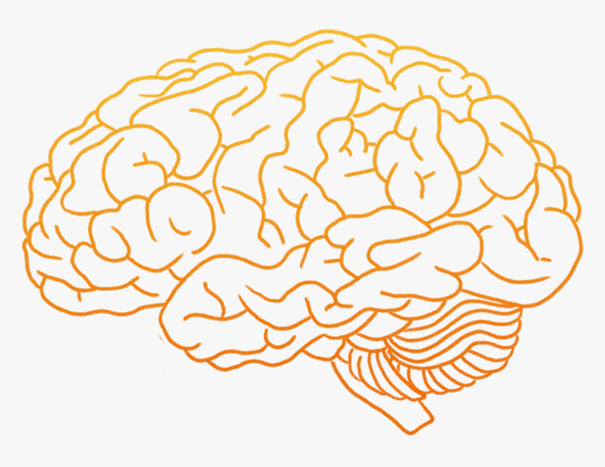 Human Brain Clip Art - Human Brain Brain Png