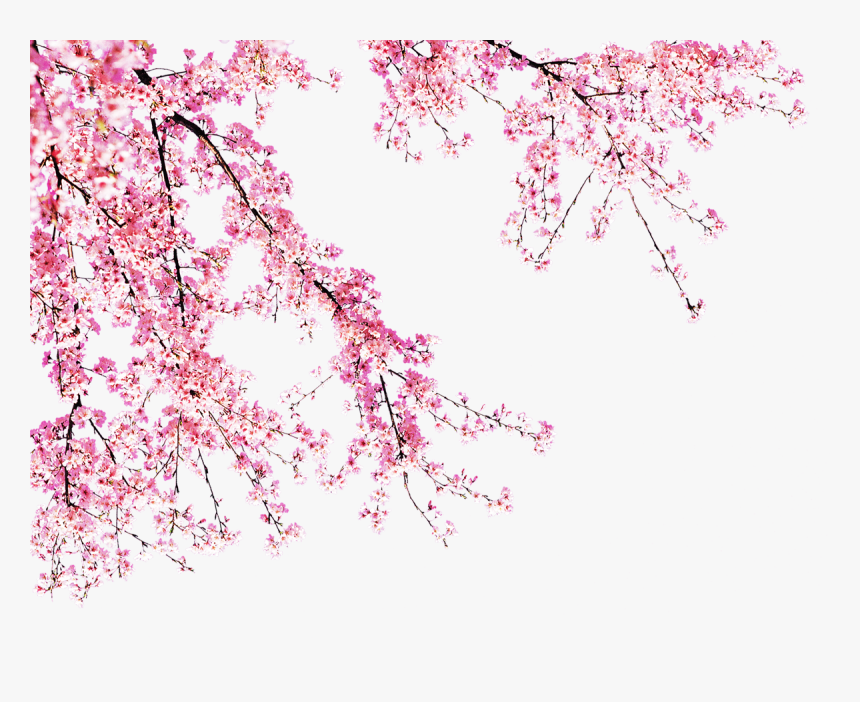 Blooming Peach Tree - Transparen