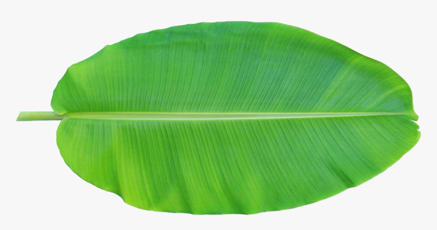 Banana Leaves Png - Banana Leaf 