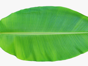 Banana Leaves Png - Banana Leaf Clip Art